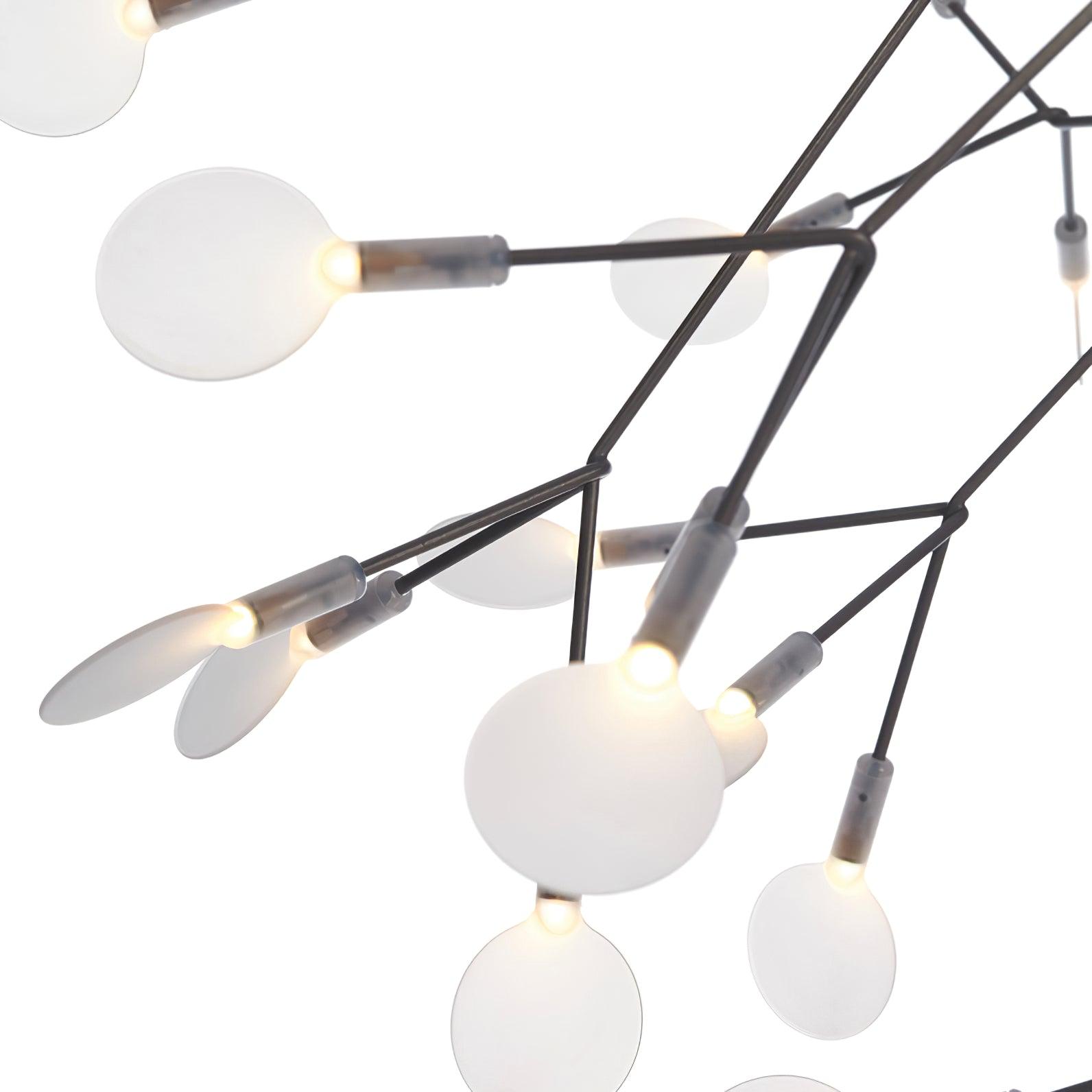 Heracleum światło rozproszone