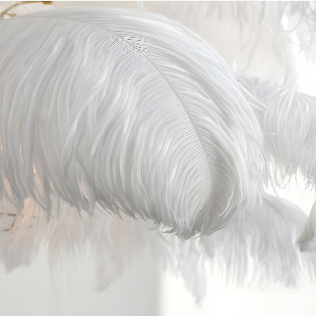High-quality ostrich feathers