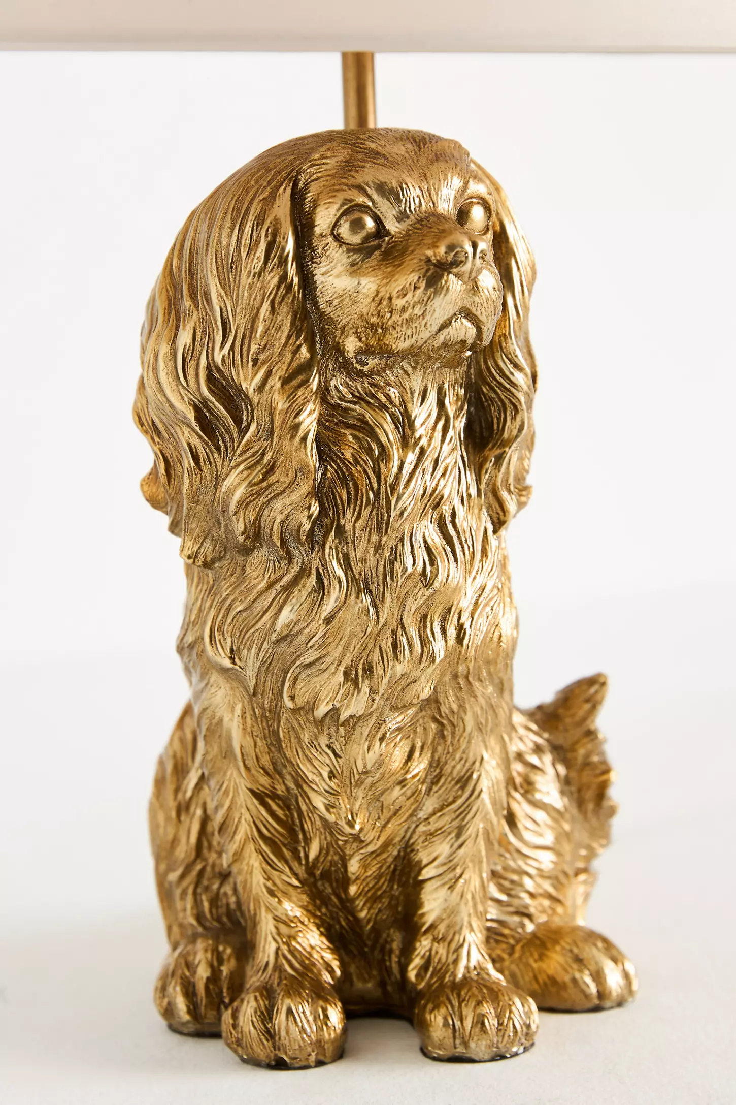 King Charles Cavalier