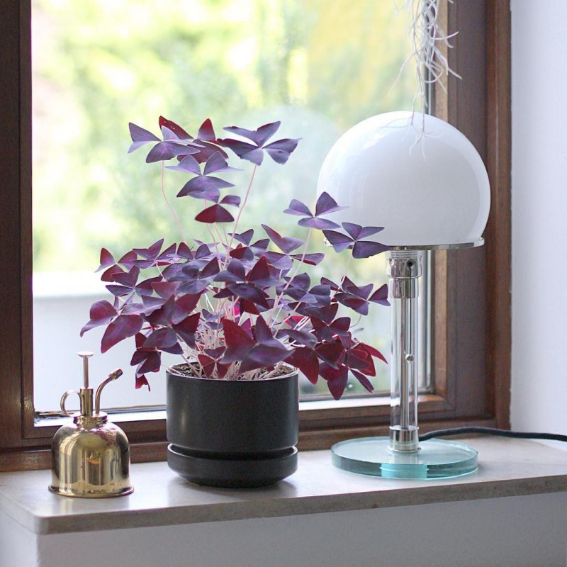 bauhaus lampe wg 24