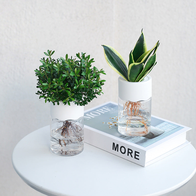Transparent small tabletop hydroponic pot