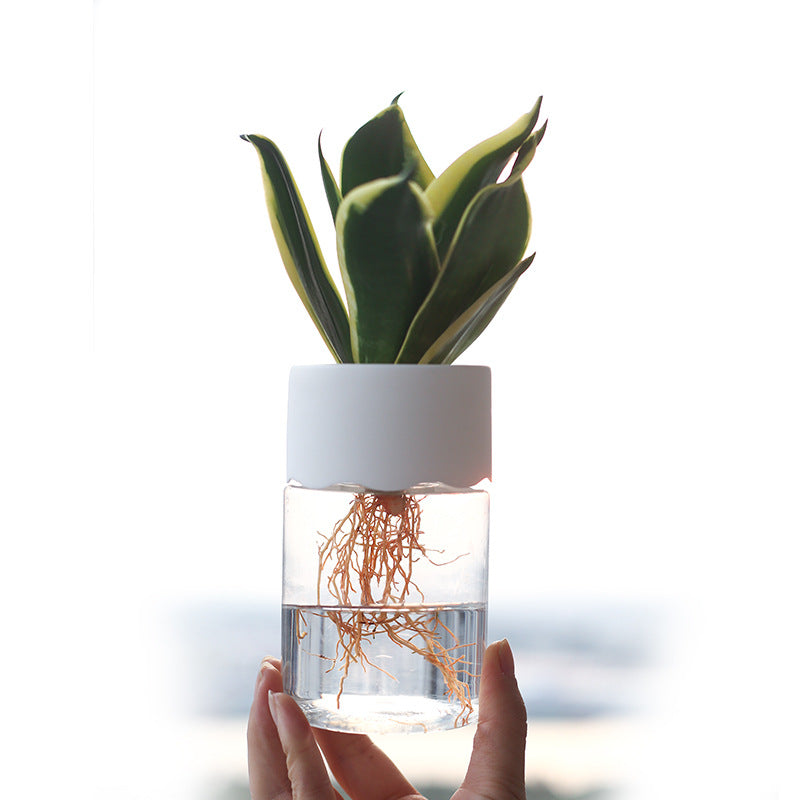 Transparent small tabletop hydroponic pot
